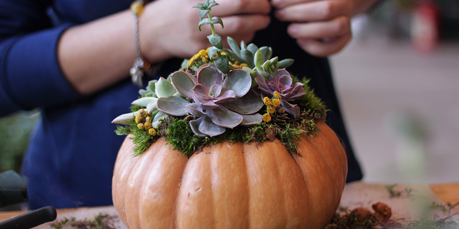 Succulent Pumpkin 