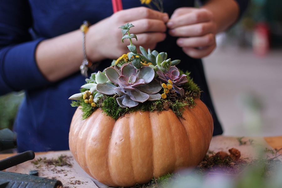 Succulent Pumpkin 